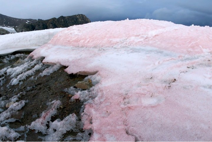 Snow Algae Pink Snow