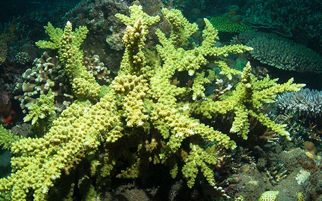Seaweed
